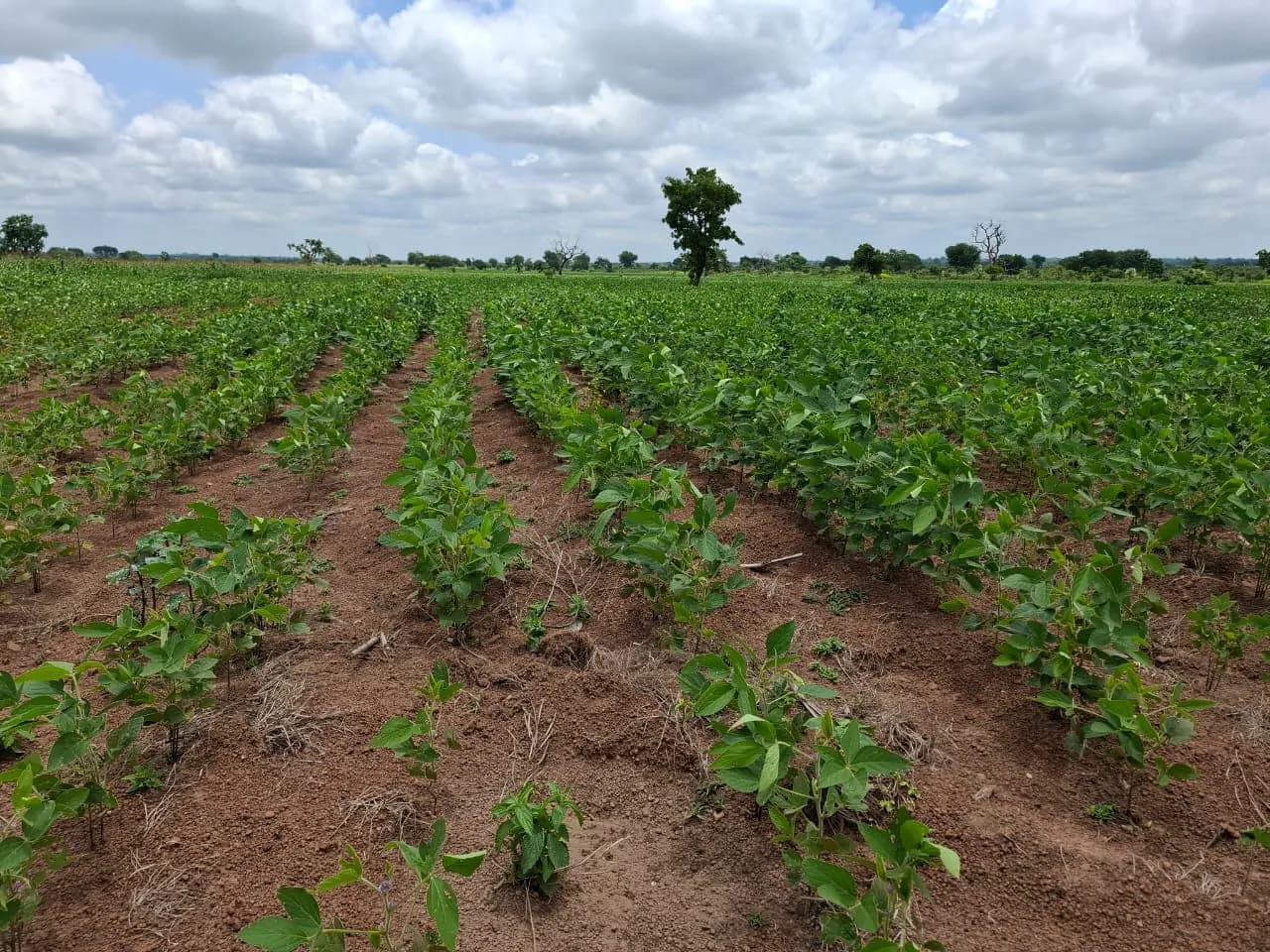 Agricultural Science research by AC Research Services